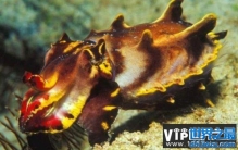 世界上唯一有剧毒的乌贼，火焰乌贼其毒无比