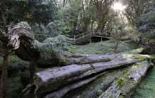 中国三大名树排行榜 阿里山神木第一 （知名古树）