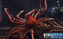 世界上最大的螃蟹有多大？杀人蟹有4米长
