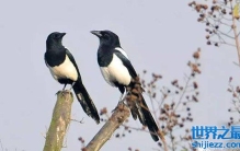 喜鹊真的会报喜吗？喜鹊报喜的由来