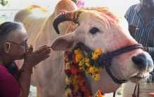 印度神牛一头卖1800万 为什么主人还拒绝了？（印度信仰）