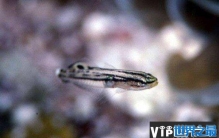 盘点世界上最小的鱼，胖婴鱼体长仅7毫米