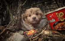 中国有4000万只流浪狗 会面临什么局面（流浪生物）