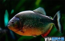 盘点亚马逊森林十大恐怖生物，食人鱼上榜首