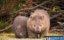 世界上最笨的动物排名，猪其实不笨排第七位