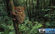 盘点地球上10大最怪异的动物，个个长相奇特