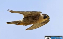 世界上飞的最快的十种鸟，冠军非“游隼”莫属