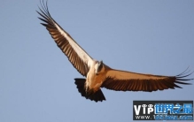 世界十大飞的最高的鸟，黑白兀鹫排第一名