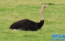 鸵鸟会飞吗_鸵鸟蛋怎么吃_鸵鸟是什么鸟
