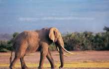 动物排行榜中最记仇的四种动物 不要主动招惹（大象居第一）