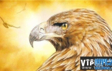 视力最好的动物有哪些？盘点十大超级视力动物