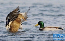 绿头鸭是鸳鸯吗_绿头鸭有哪些特点？