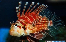 世界上最顽强的动物，狮子鱼竟在海底8178米