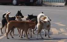 狂犬病致死率高达99.9% 为啥日本几十年都没人感染？