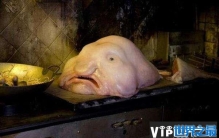 盘点地球上10大怪异动物，水滴鱼像个大布丁