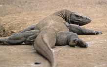 世界上体型最大的一种蜥蜴 会主动攻击人类（科莫多巨蜥）