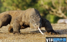 印尼科摩多岛的巨龙之谜，科摩多龙是蜥蜴