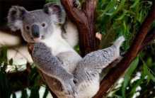 世界排名最懒的四种动物 真的当之无愧（树懒与考拉不相上下）