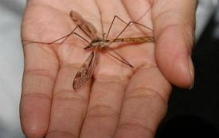 华丽巨蚊比成人巴掌还大，不吸血只吃同类