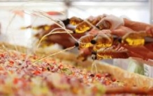 世界上最大的蔬菜沙拉：光餐盘就长达18米（蔬菜重19吨）