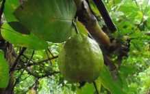 世界上最可怕的树 同时也是最危险的存在（毒番石榴树）