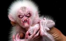 水猴子就是水鬼真的会吃人，水猴子水鬼图片太恐怖了