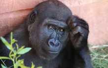 世界范围内体型最大的猩猩 体重甚至能达到400斤以上（大猩猩）