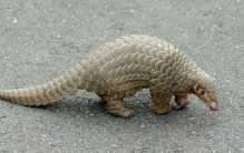 世界范围内牙齿数量最少的一种动物 几乎看不到一颗（穿山甲）