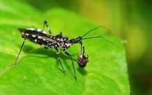 世界上毒性最强的五大昆虫（科帕收获蚁居榜首）