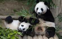 印度想租借大熊猫 为何我国总是拒绝？（国宝安危）