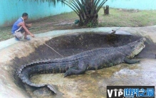 世界上最大的鳄鱼，巨鳄洛龙体长6.4米
