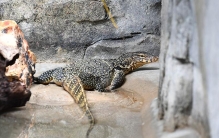 我国体型最大的一种蜥蜴 据说体长将近3米（水巨蜥）