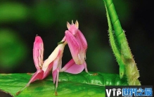 世界上最漂亮的螳螂，兰花螳螂长得和兰花一样