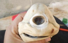 世界十大长相最奇怪的动物，独眼鲨鱼排第一