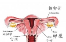 石女你丁丁再强硬也进不去她的小妹妹
