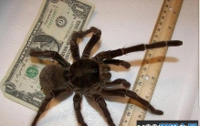 世界上最大的蜘蛛，格莱斯捕鸟蛛体长10厘米