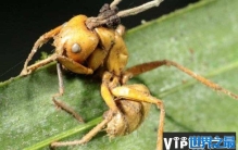 世界上最古老的蚂蚁，4800万年前被真菌感染致死