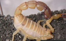 世界上最毒的蝎子，蜇你一下就会让人致命