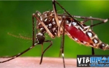 世界上最毒的蚊子，被咬一口能让人致命！