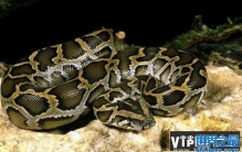 世界第一巨蟒：网纹蟒蛇重1吨/长10米