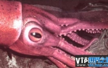 世界第一大软体无脊椎动物：巨枪乌贼