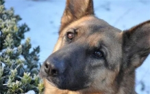 世界上最富有的狗 他的生活你想象不到（富有的狗）