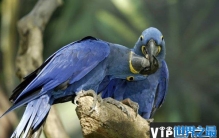 世界上体型最大的鹦鹉，第一名体长达到1米