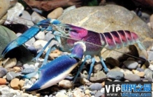 世界上最美龙虾，七彩银河系小龙虾摘得桂冠