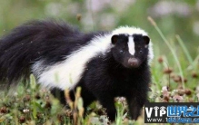 世界上10大最臭动物排名 臭鼬当之无愧第一名