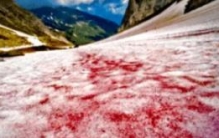 世界上罕见的粉红色西瓜雪，带有新鲜西瓜味还可以吃