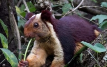 世界上最大的松鼠，巨松鼠体长1米重6斤