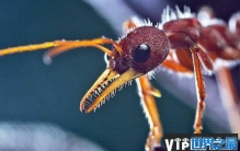 世界上最大的蚂蚁 公牛蚁堪称巨无霸