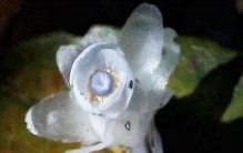 水晶兰为什么叫死亡之花，通体白色来自阴间的植物