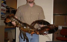 世界上最大的龙虾，波士顿龙虾体长可达1米